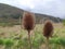 Common, indian or cut-leaf teasel, dipsacus savitus, brown thorny flower head standing on a cloudy day