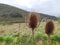 Common, indian or cut-leaf teasel, dipsacus savitus, brown thorny flower head standing on a cloudy day