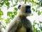 Common indian Monkey on tree branch in Bhadra wildlife sanctuary karnataka India. Photography on summer day in nature green