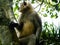 Common indian Monkey on tree branch in Bhadra wildlife sanctuary karnataka India. Photography on summer day in nature green