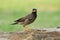 Common or Indian Myna Acridotheres tristis Thailand local black head starling bird perching on wooden timber picking many worm