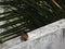 Common Indian myna or bird resting on a wall