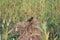 Common Indian myna on a pile of cut millet plant. Bird with yellow around the eyes looks down the ground for next action