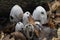 The Common Inkcap Coprinopsis atramentaria is an inedible mushroom