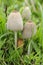 Common Inkcap Fungi