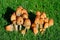 Common Inkcap Mushrooms.