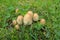 Common Inkcap Mushrooms Growing on the Lawn