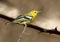 Common iora