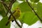 Common Iora