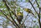 Common iora birds family