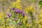 Common Ironweed  846591