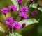 Common Ironweed, Vernonia faciculata