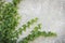 Common Ivy climbing rustic looking wall. Also known as Hedera helix, English ivy or European ivy. With copy space