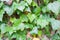 Common ivy close-up  green background