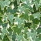 Common ivy green seamless pattern vector illustration