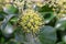 Common ivy Hedera helix Arborescens, a spherical umbel of yellow-green flowers