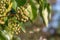 Common ivy hedera helix berries