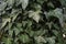 Common ivy Hedera helix an evergreen climbing plant for garden