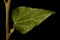 Common Ivy (Hedera helix). Leaf Closeup