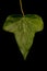 Common Ivy (Hedera helix). Leaf Closeup