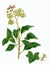 Common Ivy sprig (Hedera helix)