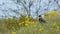 Common Jackdaw among grass and yellow flowers