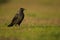 Common Jackdaw; Kauw; Corvus monedula spermologus