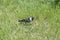 Common jackdaw walks on the grass