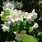 Common Jasmin - Jasminum officinale - flowering in summer