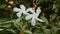 Common jasmine, commonly called pinwheel flower or crepe jasmine