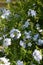 Common jasmine flowers at a bush, jasminum officinale