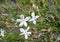Common jasmine or Jasminum officinale plant with flowers and buds closeup