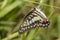 Common jay butterfly Graphium doson resting on grass flower af