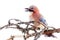 Common jay (Garrulus glandarius) - bird on white background