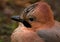 Common Jay, Jay - Garrulus glandarius