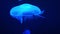 Common Jellyfish Aurelia aurita with a dark background in blue tones also called, moon jellyfish, moon jelly, or saucer jelly