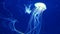 Common jellyfish medusa native to most of ocean environments - in a marine aquarium