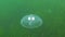 Common jellyfish, moon jellyfish Aurelia aurita swims over algae in the Black Sea