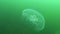 Common jellyfish, moon jellyfish Aurelia aurita swims over algae in the Black Sea
