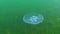 Common jellyfish, moon jellyfish Aurelia aurita swims over algae in the Black Sea