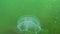 Common jellyfish, moon jellyfish Aurelia aurita swims over algae in the Black Sea