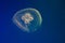 Common jellyfish, moon jellyfish, moon jelly,  saucer jelly Aurelia aurita.