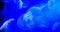 Common Jellyfish or Moon Jellyfish, urelia aurita, Group Swimming