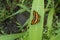 Common jester Butterfly sitting on Green Leaf seen at Meghalaya,India