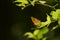 common jester butterfly sitting on leaf.