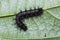Common Jester caterpillar