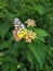 Common Jezebel butterfly sucking honey from flower