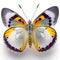 Common Jezebel Delias eucharis Butterfly. Beautiful Butterfly in Wildlife. Isolate on white background