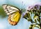 Common Jezebel or Delias eucharis butterfly on Blue Billygoat weed flower.