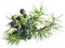 Common Juniper (Juniperus communis)